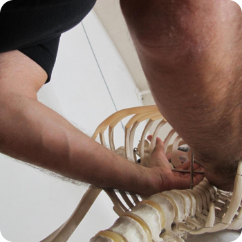 Volumes in the thorax