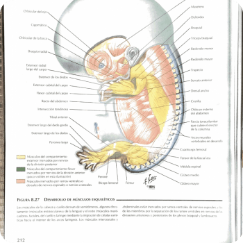 The origin of limbs The origins of limbs