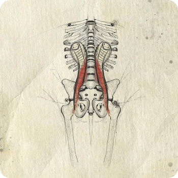 Bozzetto Anatomico Psoas in Continuità